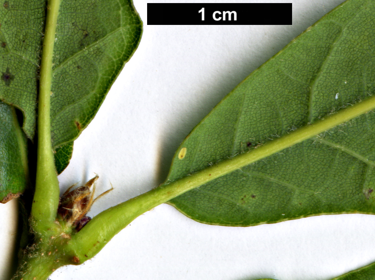 High resolution image: Family: Fagaceae - Genus: Quercus - Taxon: glabrescens × Q.robur